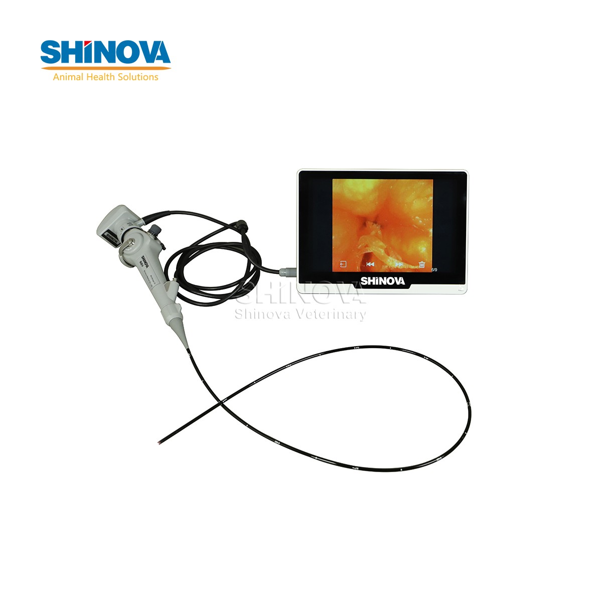 Veterinary Bronchoscope Mobile Veterinary Video Endoscope with 10